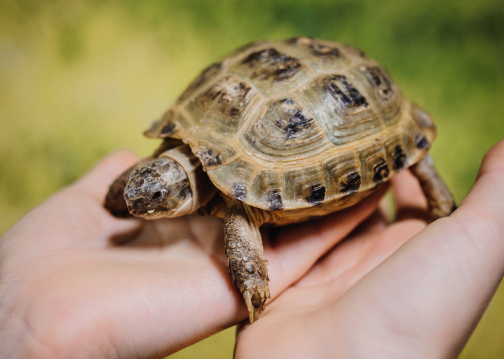 A small turtle.