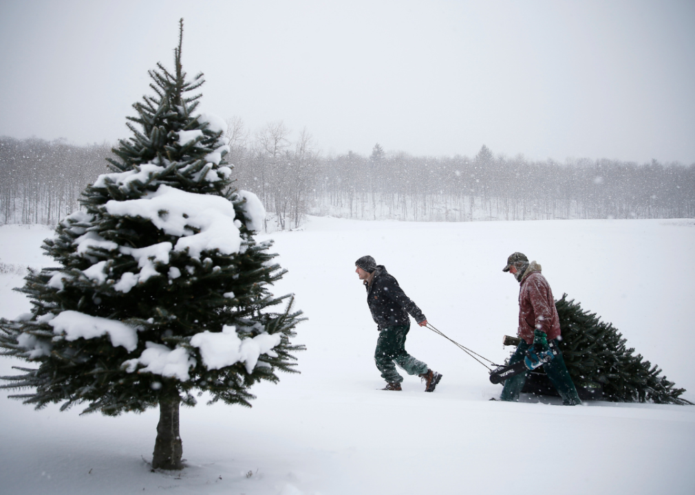 Two men pulling a Christmas tree in the snow.