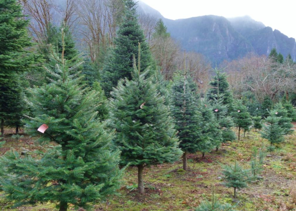 A Christmas tree farm in Washington.