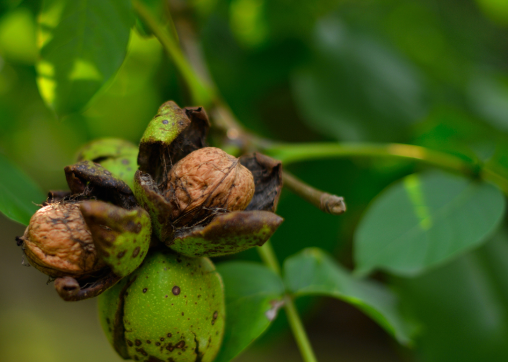 Walnuts ripening on a tree.