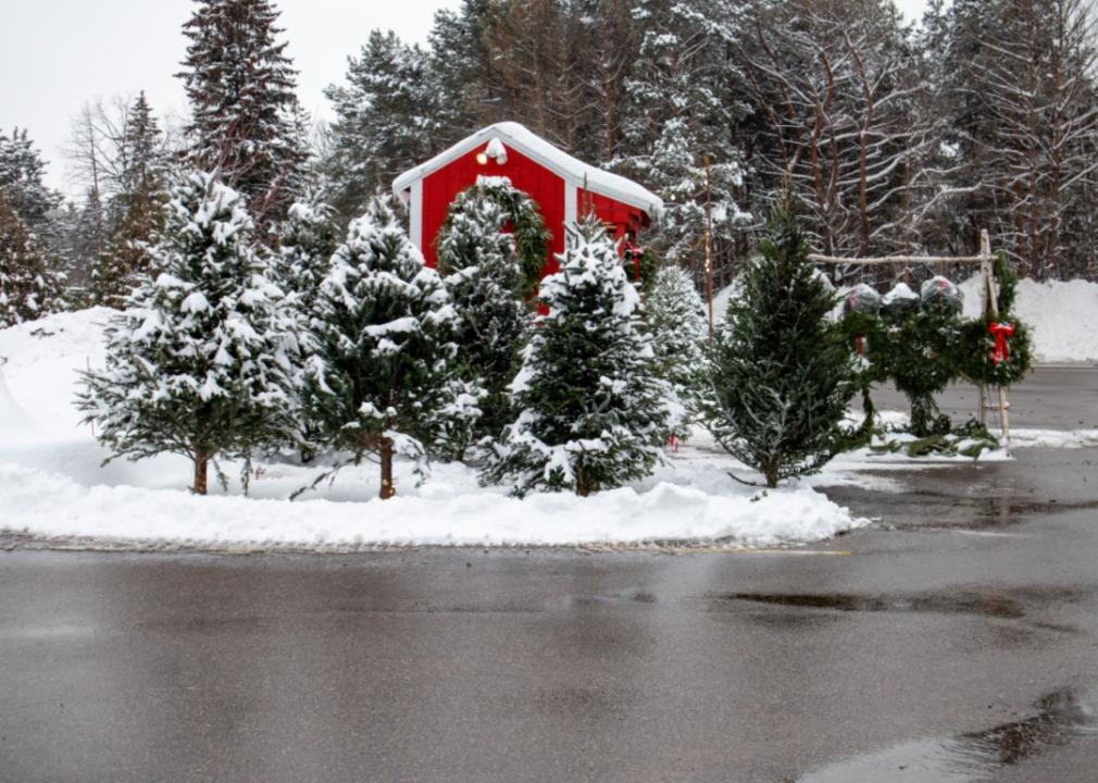 Trees and wreaths for sale by a small red barn.