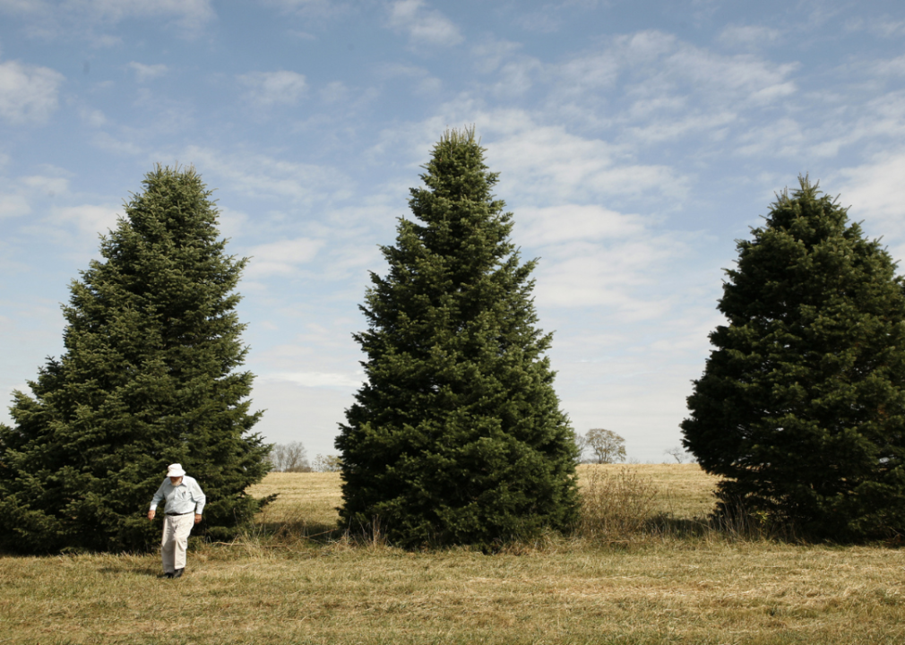 A man walking away from three huge Christmas trees.