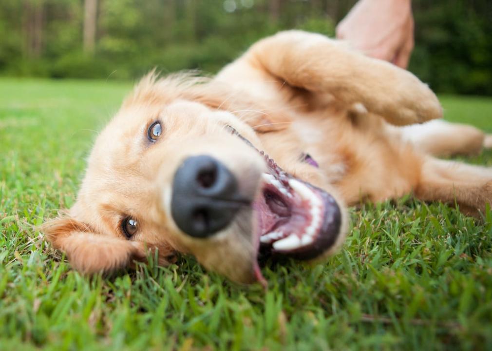 Yellow lab rolling around in the grass with its tongue out.