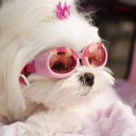 Fashionable trendy Maltese dog wearing pink goggles.