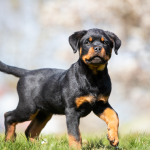 Rottweiler puppy having fun in a park.