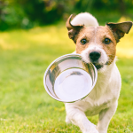 Dog running on grass with a bowl in its mouth.