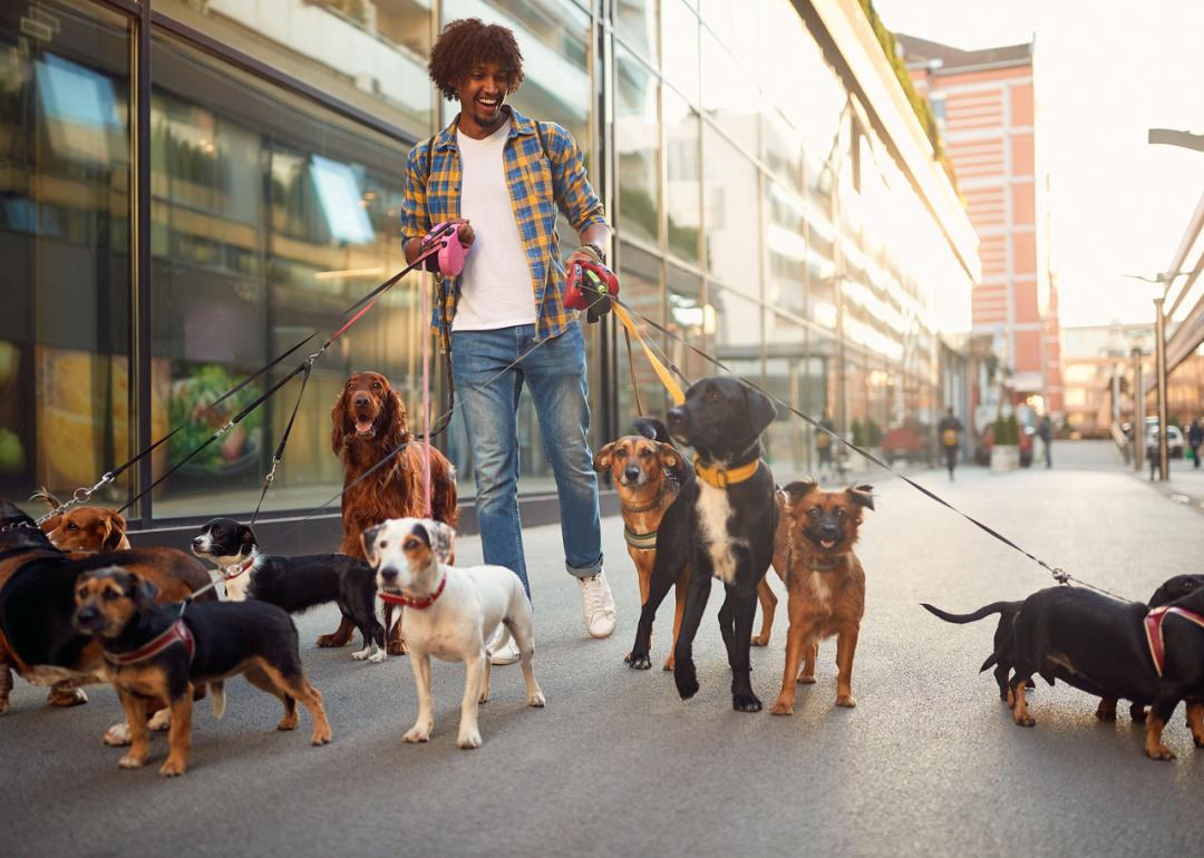 Smiling man walking many dogs on city street.