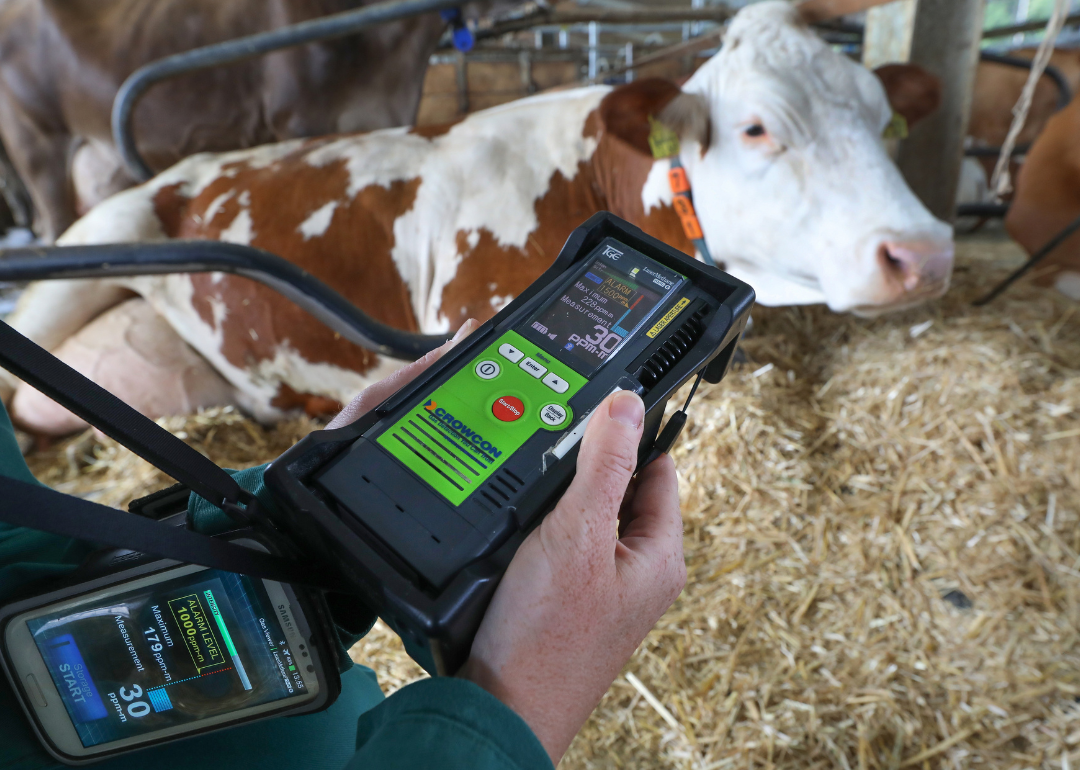 Person holds methane monitor by cow in stall