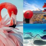 Flamingo in Aruba; pagoda with cherry blossoms and Mount Fuji background; and stingrays swimming.