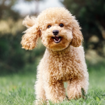 A happy light brown poodle running in the grass.