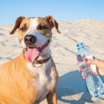 A dog drinking from a water bottle in summer.