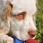Closeup of a Clumber Spaniel, one of the least popular dog breeds in America, playing with a ball.