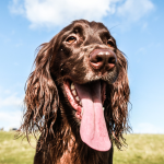 A cocker spaniel in a field with his tongue hanging out.