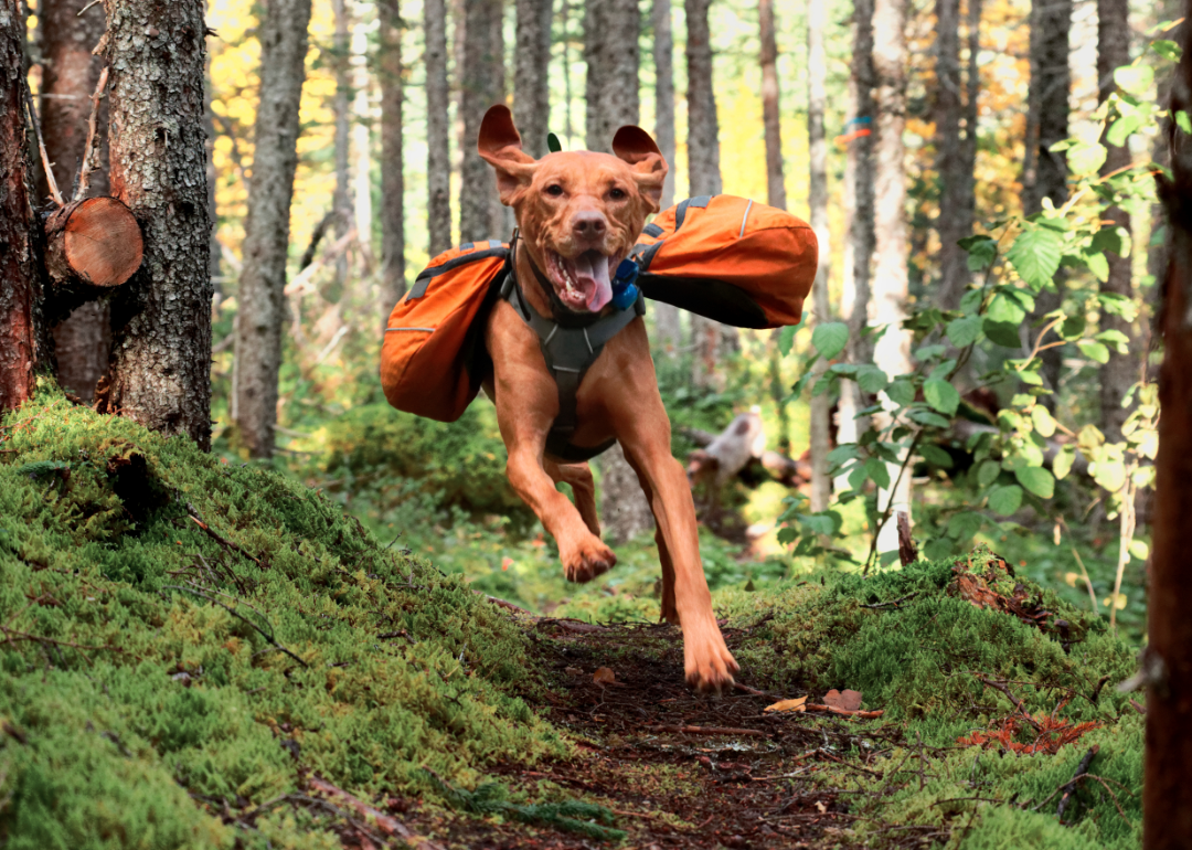 A vizsla dog runs through the woods with an orange backpack on