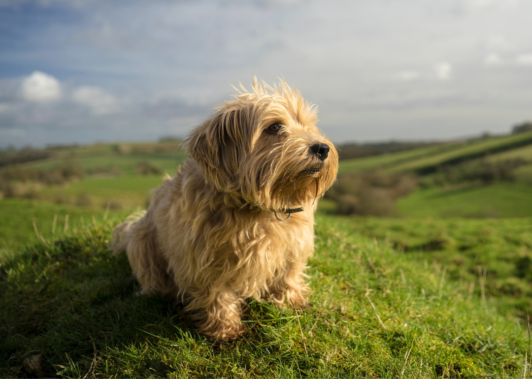 Norfolk terrier on a mountain side