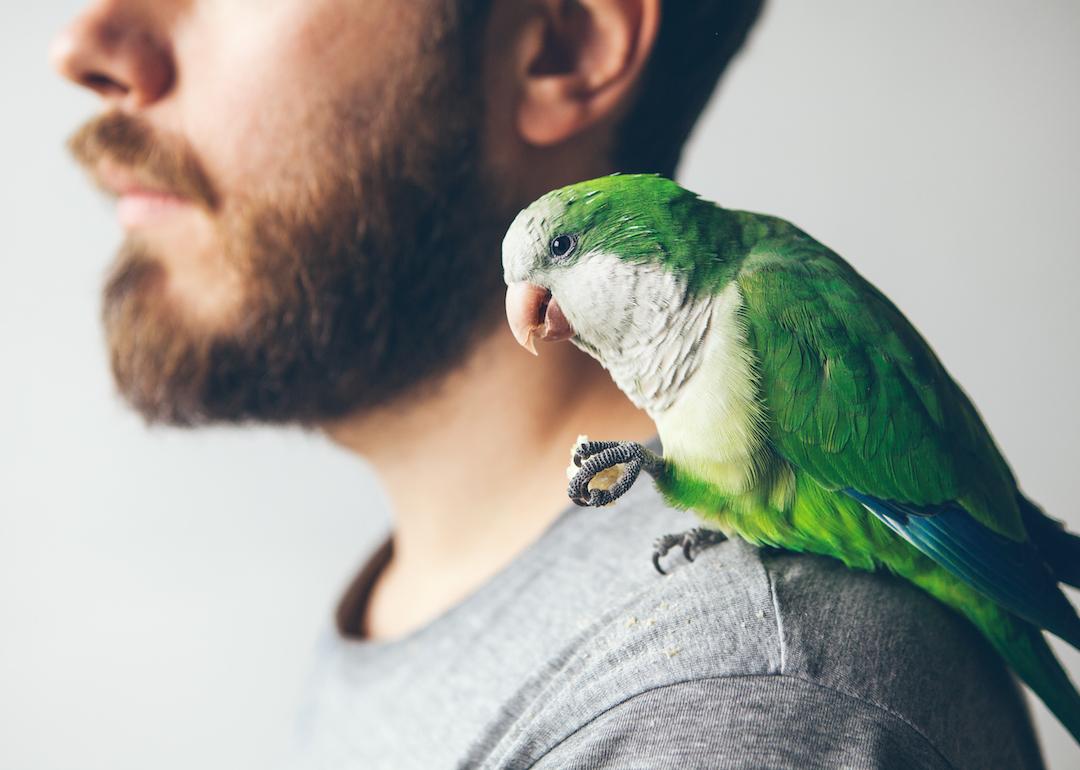 Pet owner shown via profile with a parakeet sitting on his shoulder.