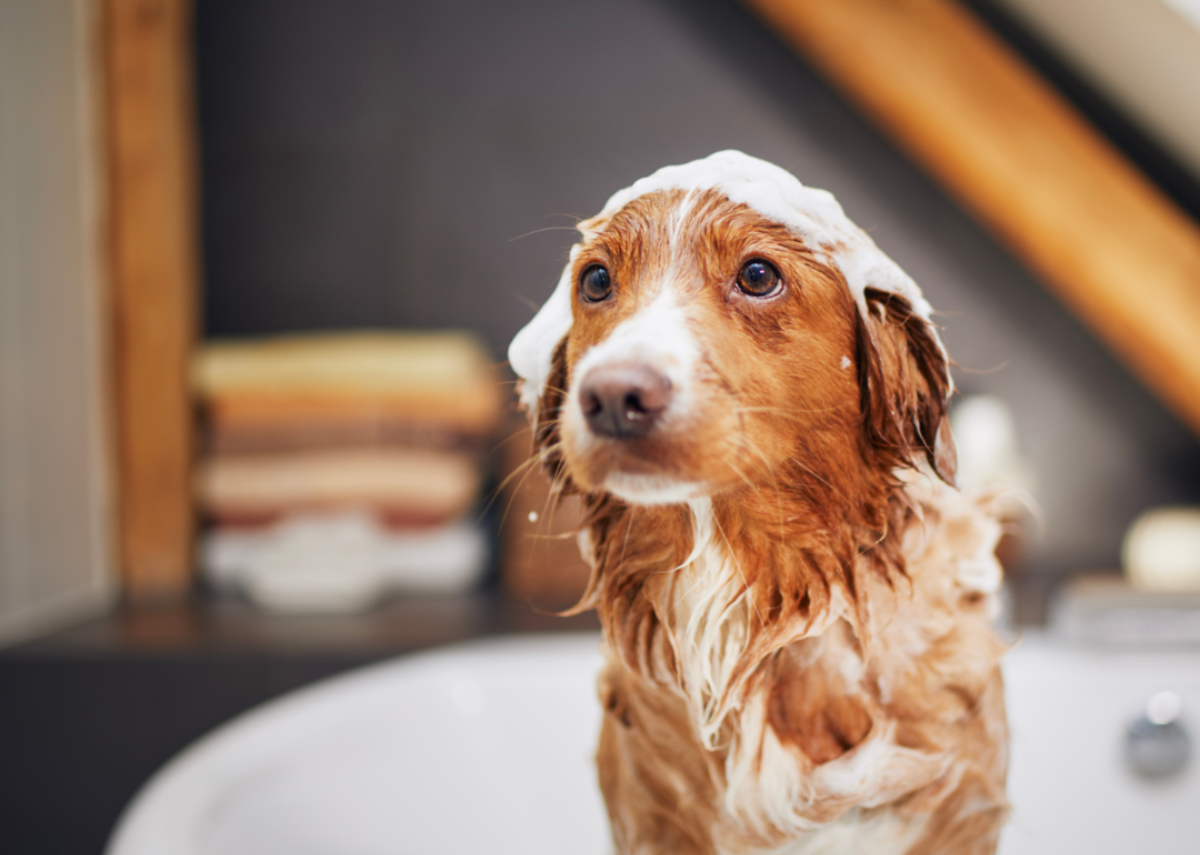 Brown-reddish dog with soap on its head in the bath.