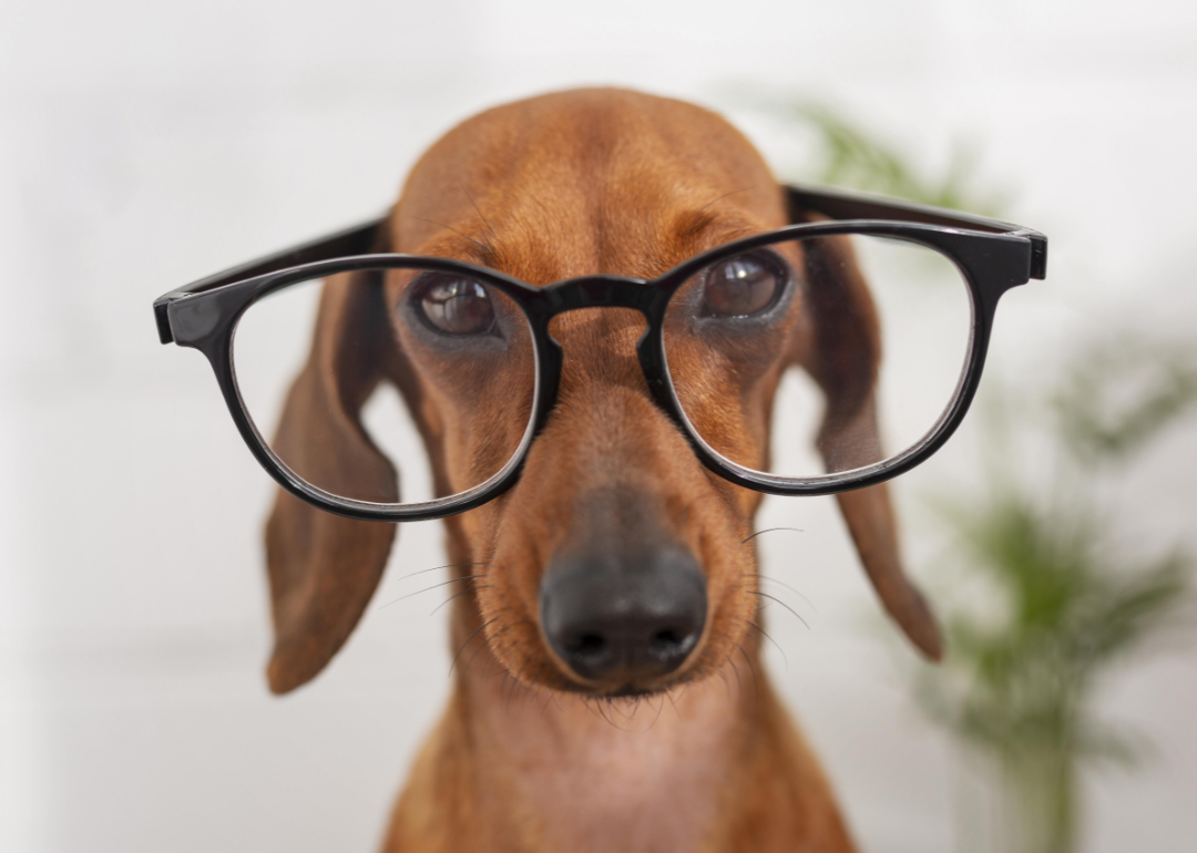 Closeup of brown dog with floppy ears wearing big black frame glasses.