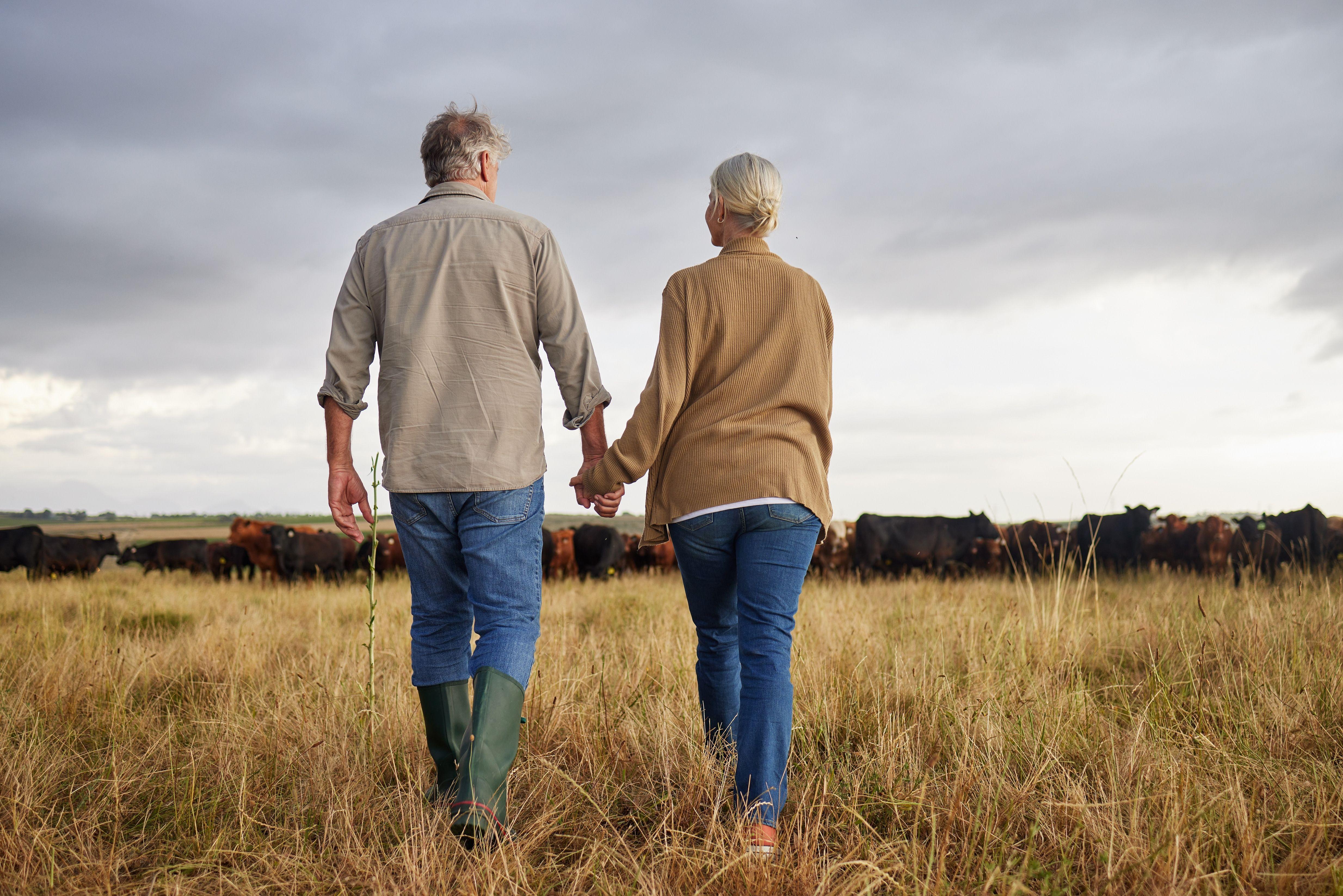 Senior couple holding hands while walking on a farm filled with cattle.