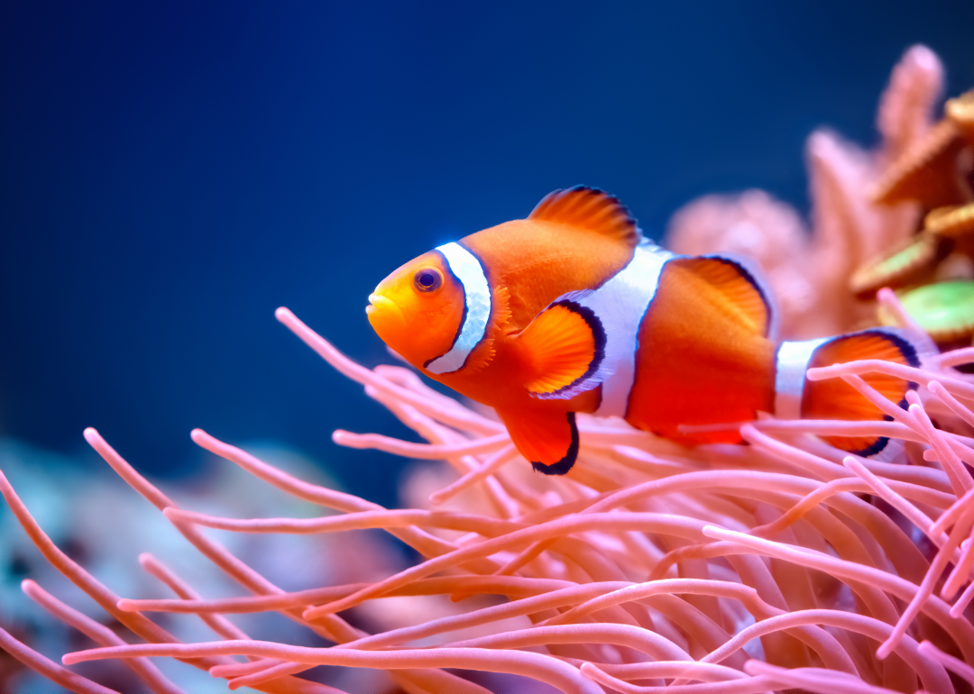 Clownfish swimming under water in the ocean.