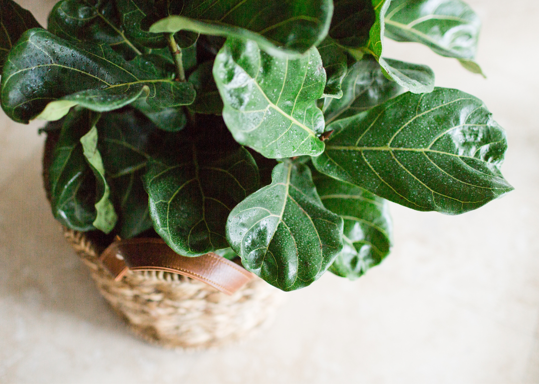 Fiddle leaf fig plant with green leaves in a wicker basket with brown leather handles, photographed from the top.