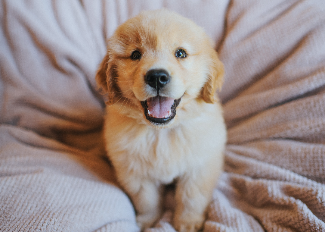 Golden retriever puppy smiling on a bed.