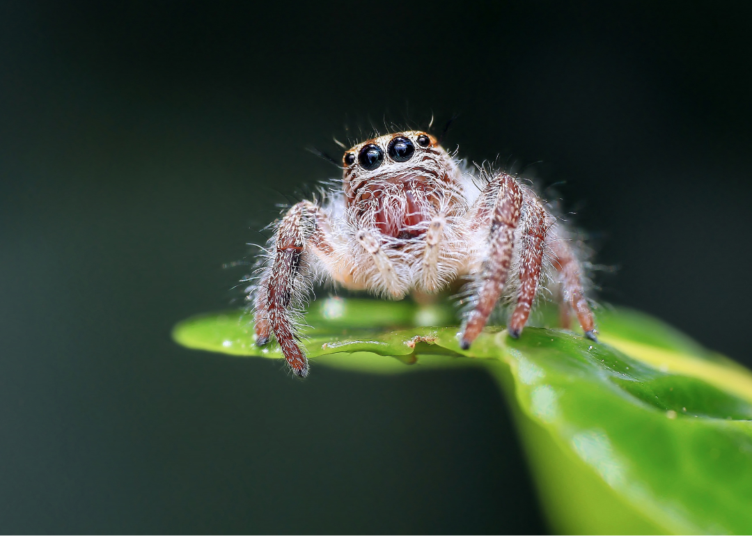 Jumping spider on a leaf.