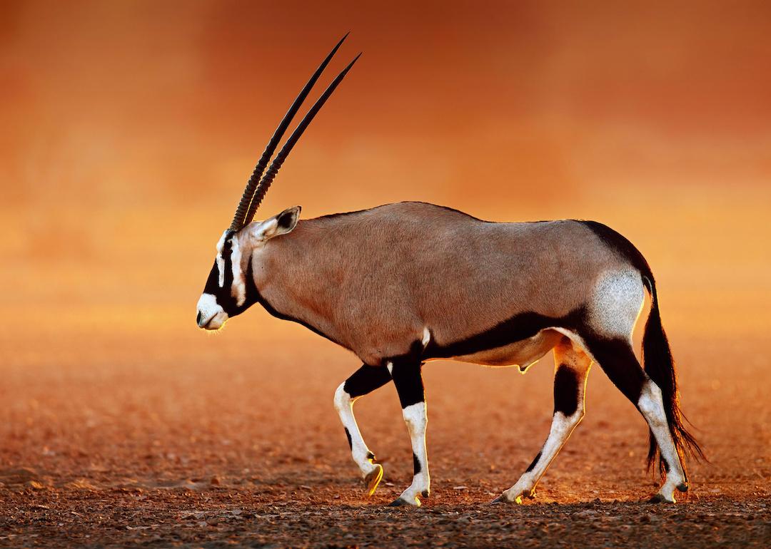 Gemsbok (Oryx gazella) on dusty desert plains at sunset.