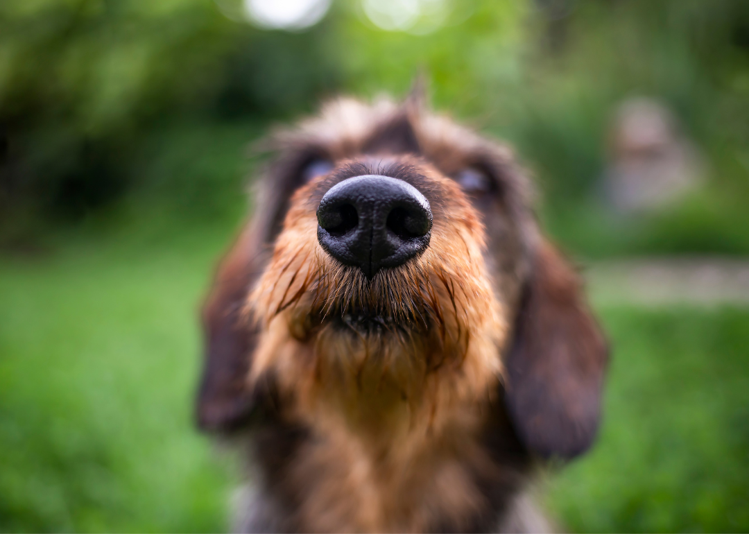 Closeup of brown and tan dog's black nose.