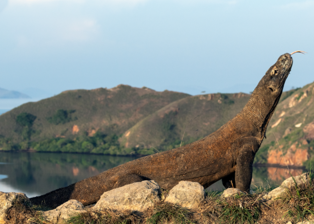 Komodo dragon in the wild sticking its head up with its tongue out.