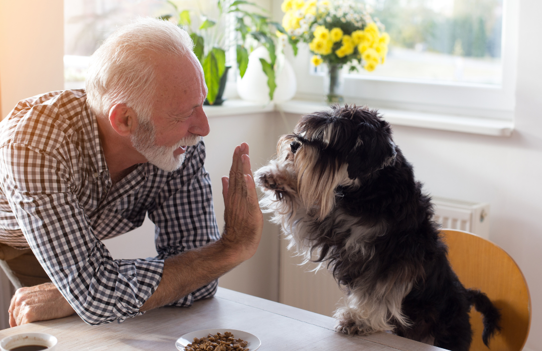 Cesky terrier gives senior a high five in the kitchen.