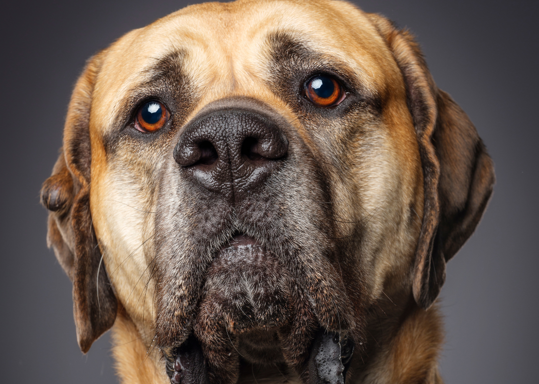 Closeup of tan bull mastiff with big brown eyes on a gray background.