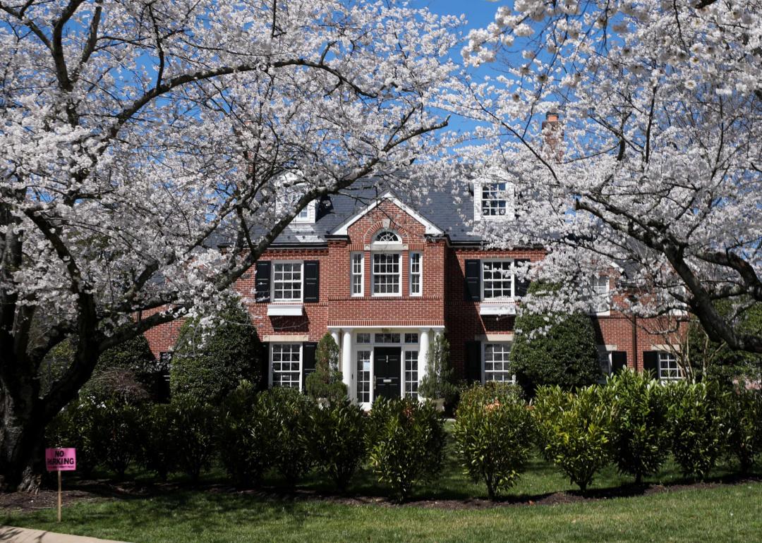Large home in Chevy Chase, Maryland flanked by blossoming cherry blossom trees in the spring.