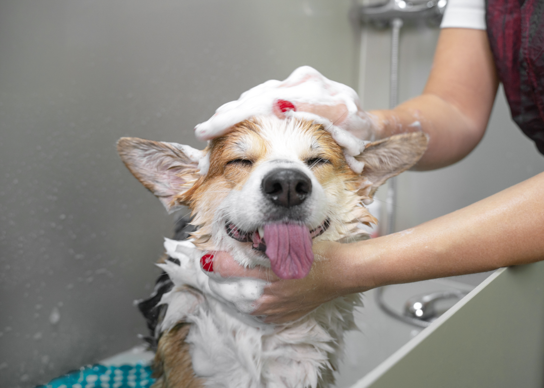 Dog sticks out tongue while getting shampooed in the bath.