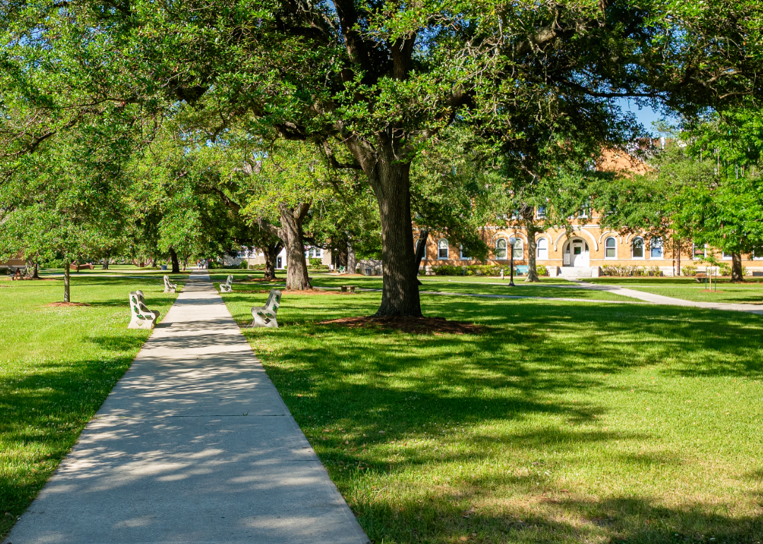 A scenic walkway on a college campus grassy lawn.