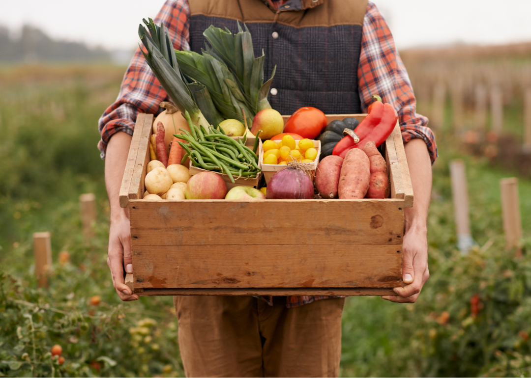 Closeup of a person's torso holding a box of fresh veggies while on a farm.