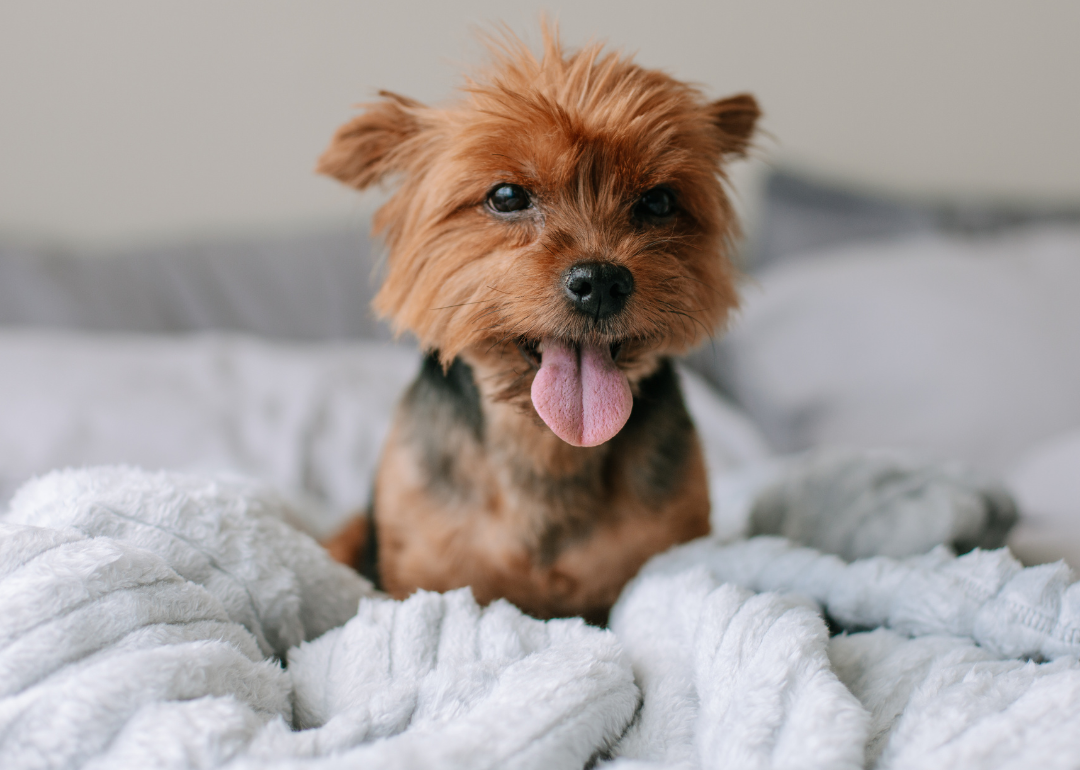 Yorkshire terrier on a bed with tongue hanging out.