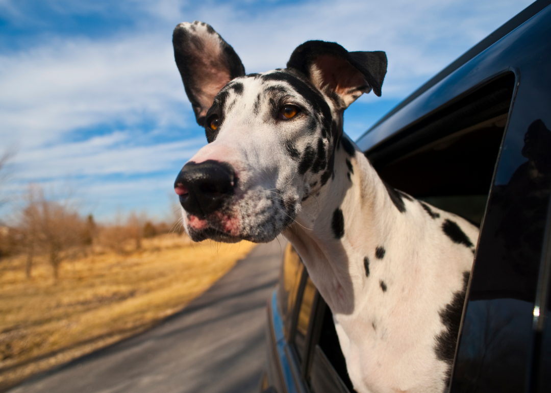 Black and white Great Dane sticks their head out a car window.
