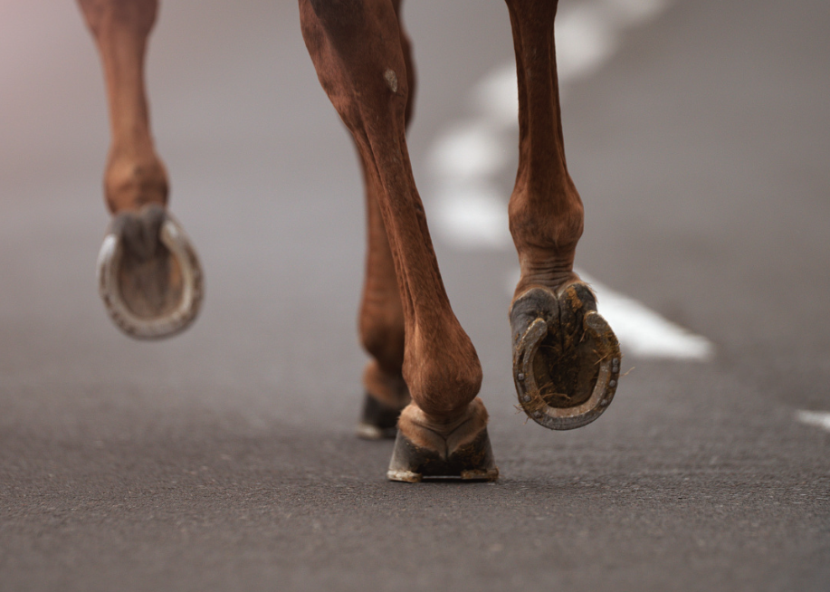 Close up of horse hooves on a paved road.
