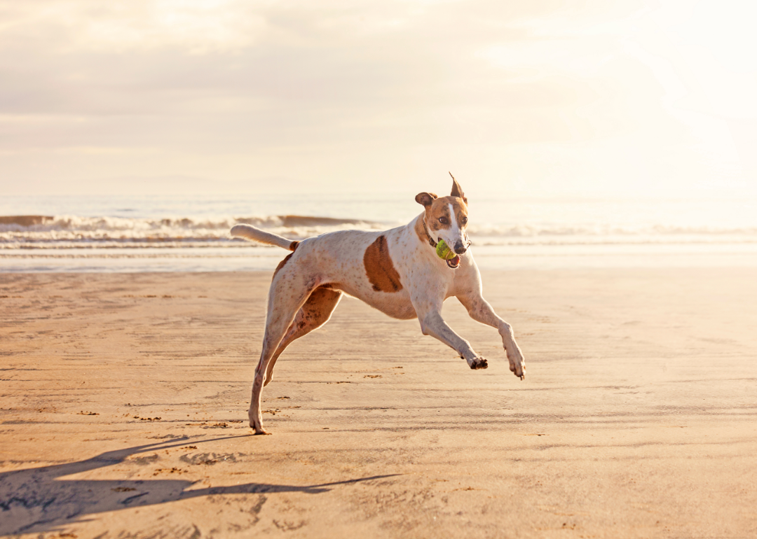 Fast Greyhound catches a ball on the beach.