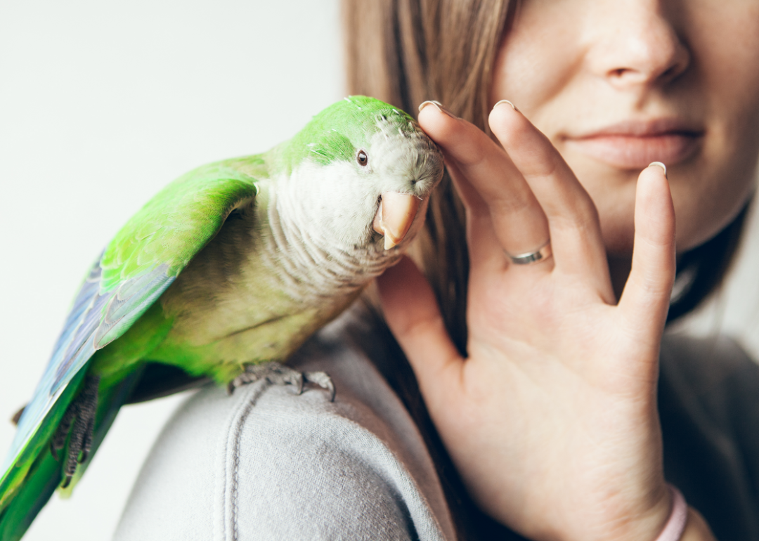 Pet owner shown via profile with a monk parakeet sitting on their shoulder.