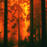 A forest fire