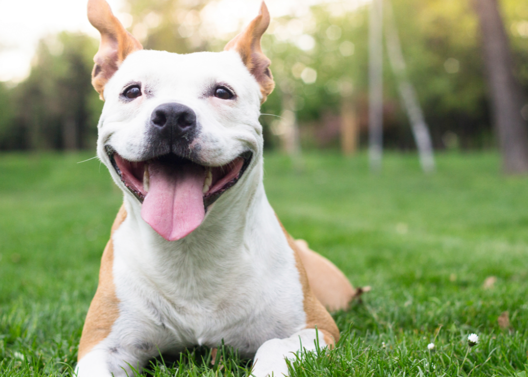 A happy dog lying in the grass.