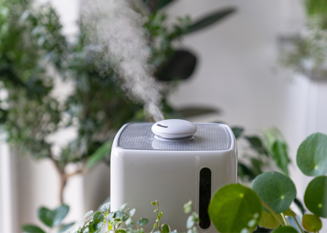 Air humidifier near plants.