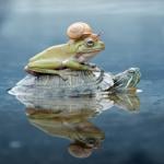 A snail hitches a ride on a frog who's on the back of a turtle in the water.