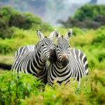 Two zebras nuzzle in greenery.