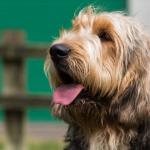 Portrait of an Otterhound dog looking up with its mouth open and tongue out.