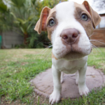 Pitbull puppy with green eyes puts its snoot up to the camera.