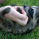 Baby raccoon wrapped around a person's hand rolling in the grass.