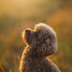 Profile of a miniature chocolate poodle on the grass in the fall.